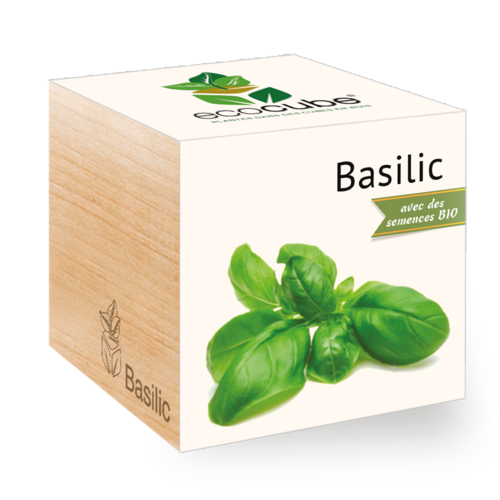 Eco cube Basilic